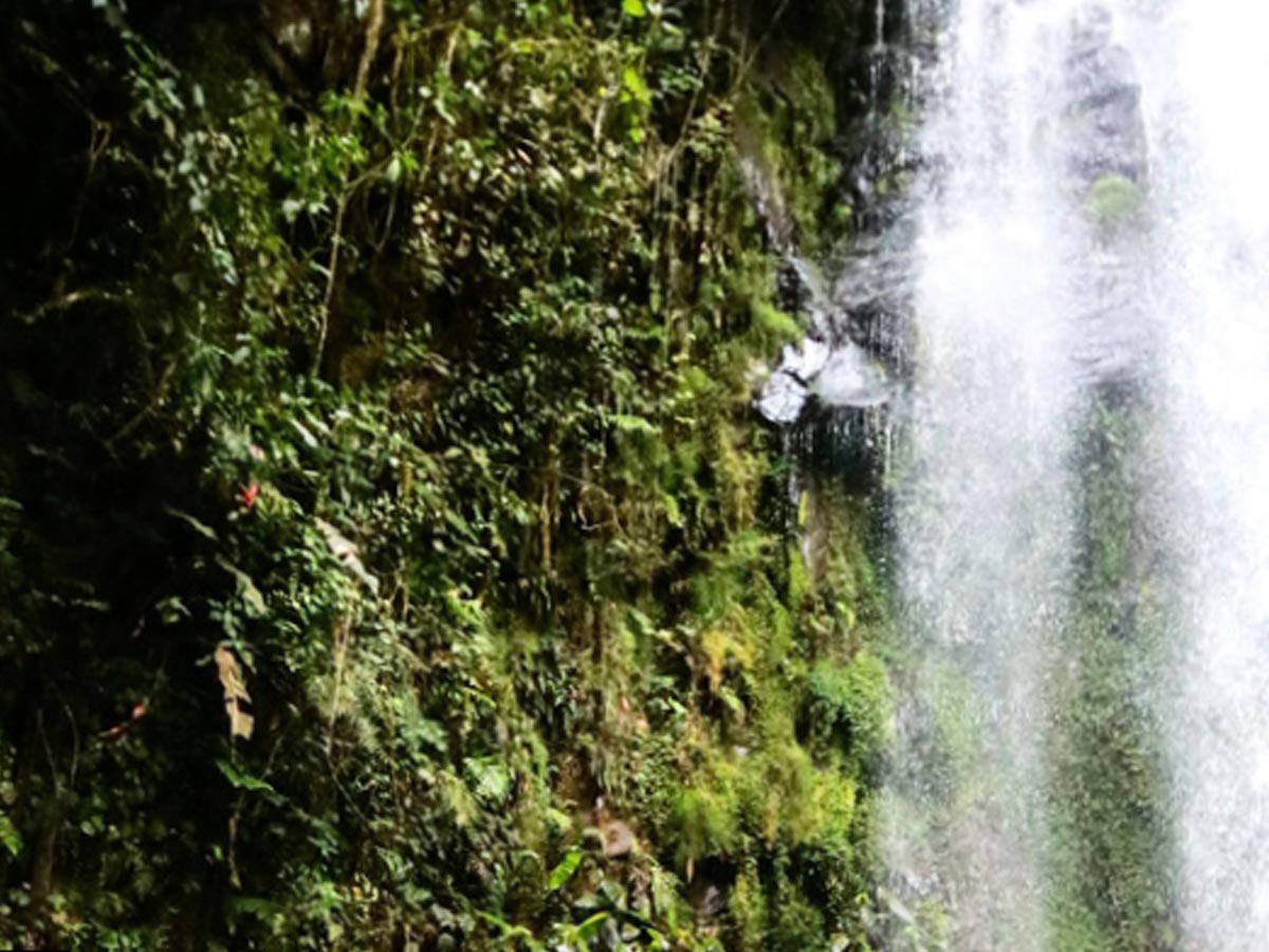 Este destino cuenta con un sin número de atractivos turísticos que encantan entre ellos sus hermosos bosques bañados por cascada, como el Chorro “El Tatica”. Cortesía ATP.