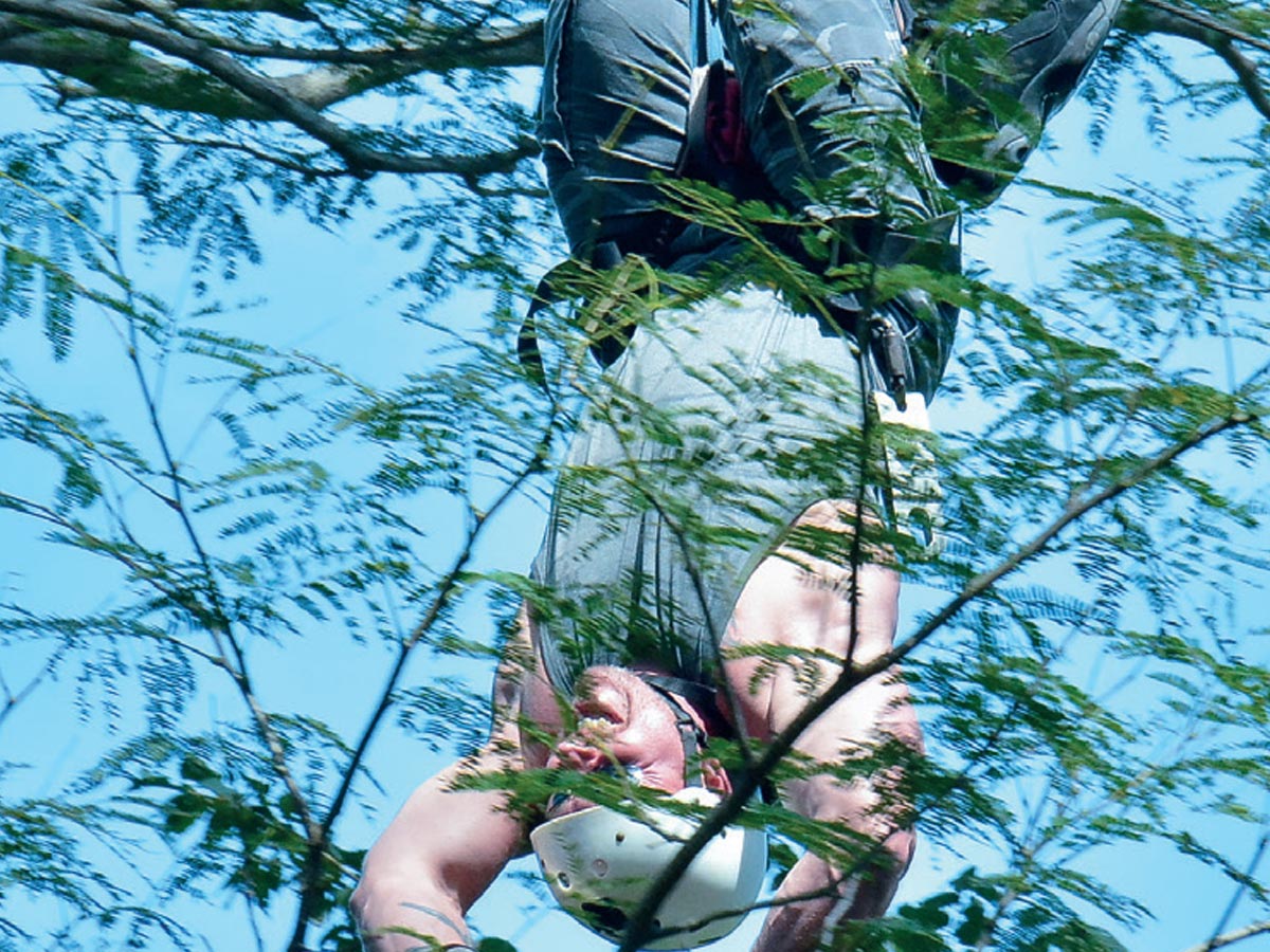 El Canopy, con el encuentro con los árboles, monos y aves son es parte de la riqeza natural de lugar y de los atractivos de la empresa Spider Monkey Canopy Tour.