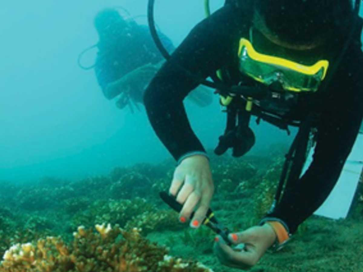 El proyecto busca generar impactos positivos en materia ambiental y contribuir a los ecosistemas marinos y arrecifes de coral del sector de Bahía Culebra. Crédito de foto: Península Papagayo.