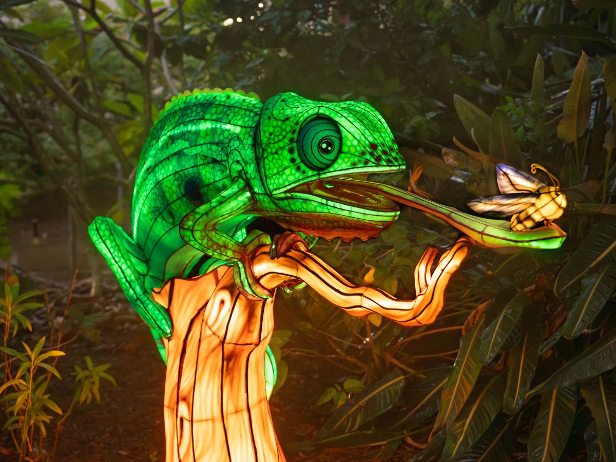 Nuevo evento nocturno de fin de año llega en noviembre a Aquatica Orlando, trayendo linternas coloridas, áreas interactivas y delicias gastronómicas irresistibles