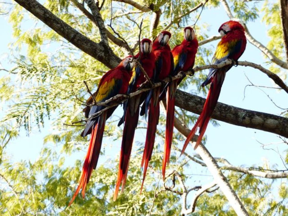 Propuesta para el nuevo Reglamento de la Ley de Vida Silvestre genera críticas ante la posibilidad de permitir la tenencia de fauna silvestre en cautiverio, la dificultad de controlarla y las limitaciones en el manejo institucional.