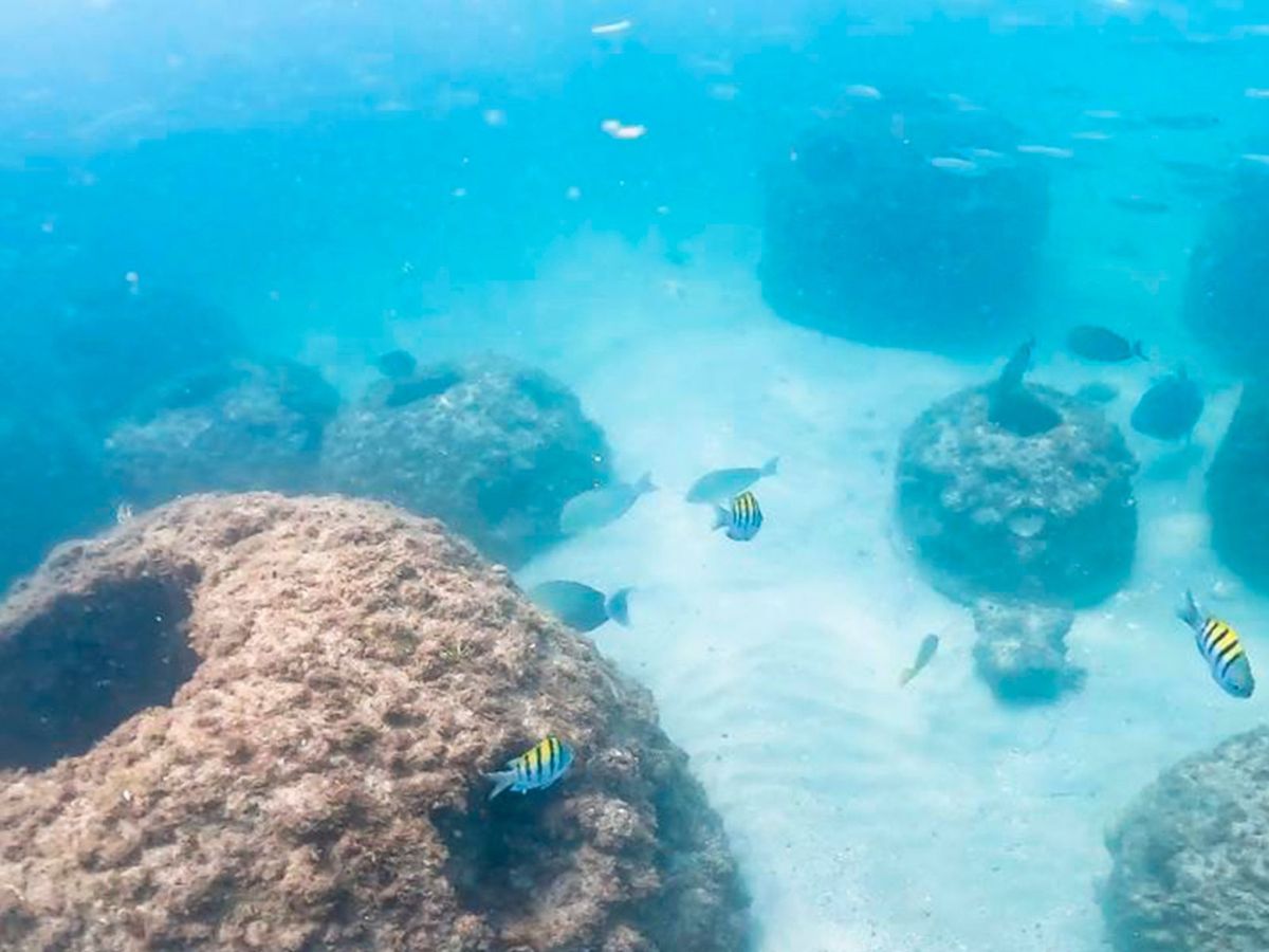 Punta Leona suma más de 75 arrecifes artificiales para restaurar la vida marina de Playa Blanca y proteger Humedal Marino