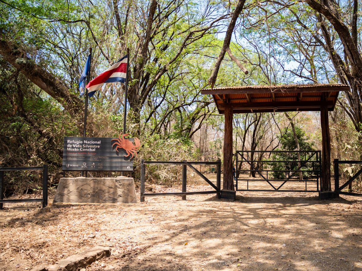 Restauración natural de flora fortalece la conservación del bosque tropical seco en Guanacaste